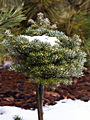 Abies koreana Pinocio IMG_4759 Jodła koreańska